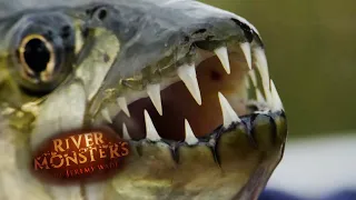 The Lethal Bite of a Tiger Fish | TIGER FISH | River Monsters