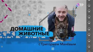 Фландрский бувье в передаче "Домашние животные с Григорием Манёвым"