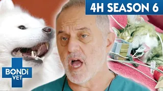 4 Hours of Full Episodes - Coast to Coast Season 6 🎉 Bondi Vet Compilation