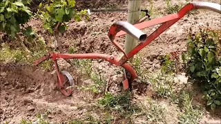 Desorillar. Labranza tradicional de viñedos en Mendoza.