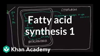 Fatty Acid Synthesis - Part I