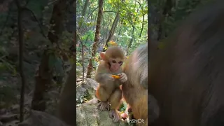 Funny  Monkey 🙈😍 [ unique animals 79 ]#shorts #оценкаканалов #приколы #coub #реакция#funnyvideo(3)