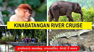 Kinabatangan river cruise - The best trip in Borneo (amazing experience) (EP7 Sabah)