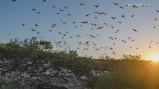 Solar eclipse 2024: Photographer to study bats' reaction