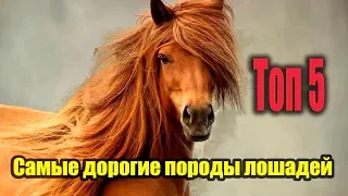 САМЫЕ ДОРОГИЕ ПОРОДЫ ЛОШАДЕЙ  ТОП 5