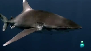 ZONA DE TIBURONES - Grandes Documentales