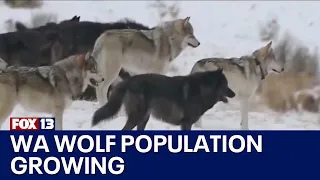 Washington's wolf population on the rebound | FOX 13 Seattle