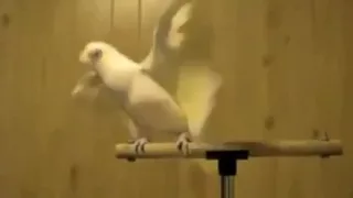 Frostie Dancing To Whip Your Hair