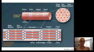 Lecture15 Muscle Physiology