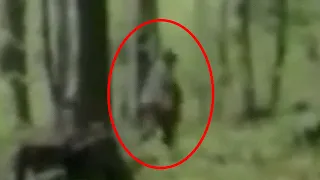 Top 5 REAL Bigfoot Sightings That Will Make You a Believer!