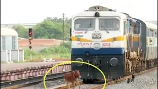 ट्रेन से Animals क्यो मारे जाते है?🥺who is responsible for train pilot save our animals accident..😡