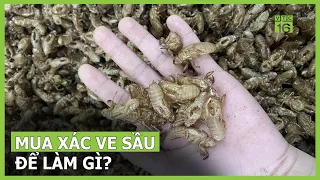 Ồ ạt thu mua xác ve sầu giá vài triệu/kg | VTC16