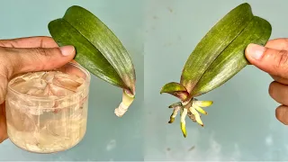 Plant 1 Orchid Leaf This Magical Way Will Instantly Revive Roots