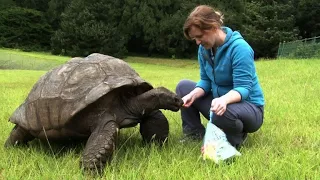 Jonathan, St. Helena's ancient tortoise, awaits visitors