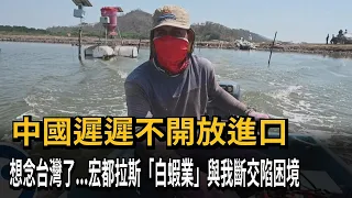 中國進口跳票！宏都拉斯想念台灣了　與我斷交「白蝦業」陷困境－民視新聞