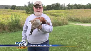 Group works to re-introduce pheasants into the wild