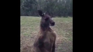 The Kangaroo Returns