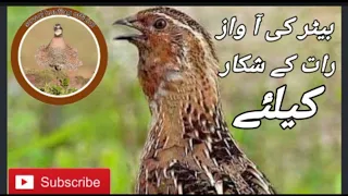 batair ki awaz Raat k shikar k liay quail sound for night hunting @Sawalhunting-sn9vs