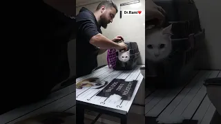 How to deal with angry cat and ferocious cat 🐈 part 2