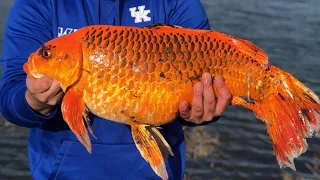 ‘Monster’ Goldfish the Size of Footballs Are Invading Lakes