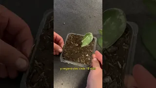 🚀Aprende!! cómo reproducir planta de jade 🌱