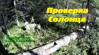 ПОХОД В ТАЙГУ. ПРОВЕРКА СОЛОНЦОВ ДЛЯ ЛОСЯ.