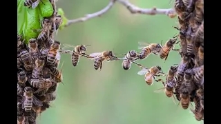 National Geographic  !!Arılar!!  - Tokat Güven Arıcılık #keşfet #arıcılık #belgesel