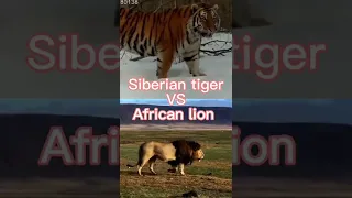 Siberian tiger VS African lion