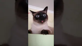 Смешной инопланетный кот с языком😝. Funny alien cat with tongue.