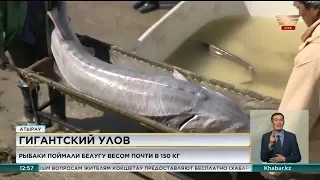 Рыбаки в Атырау поймали белугу весом почти в 150 килограммов