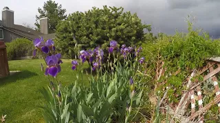 Iris Timelapse