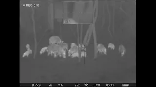 Feral Hog Shooting w/ Thermal Scope