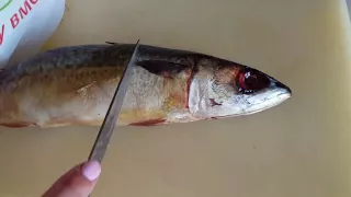 7 признаков протухшей рыбы