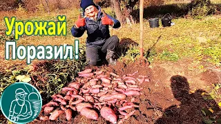 🍠 Surprised by Planting Sweet Potatoes with Tubers 🏆 Harvesting 🥔 Growing Sweet Potatoes