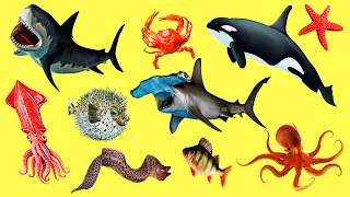 Морские животные для детей. Подводный мир, морские обитатели.    Учим животных для малышей 2 Мультик