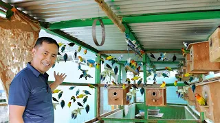 My Natural Aviary Of African Lovebirds - We have produced Thousands of Birds, Hand Feeding Chicks!