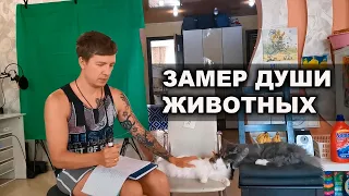 Замер души домашних животных