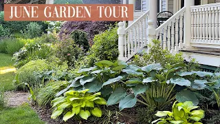 GARDEN TOUR Third Week of June | The Cottage Garden has peaked