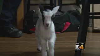 Firefighters Rescue Baby Goat Stuck In Pipe