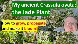 My ancient JADE PLANT, Crassula ovata: How to grow & bloom! #crassulaovata #jadeplantcare #jadeplant