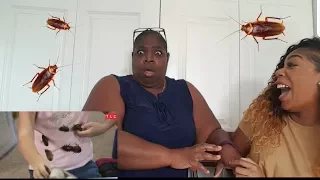 Jamaican Mom Reacts Obsessed with Collecting Cockroaches | My Kid's Obsession