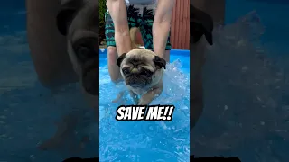 Save me!! Dog can swim? #pug #dog #summervibes #swimming