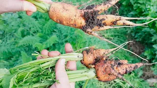 What prevents carrots from growing? WHY it turns CURVE AND WHY CRACKS!