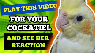 Make your COCKATIEL happy with this video [COCKATIEL SINGING don't worry be happy]