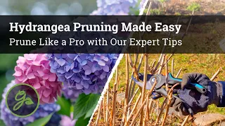 How to Prune Hydrangeas / Hydrangea Pruning Made Easy