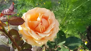 Сорт чайно- гибридной розы ГЕЙША (Тантау) - яркая,неприхотливая, ЖАРУ держит норм 5.06.22 год