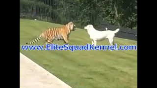 Central Asian Shepherd - Alabai playing with Tiger