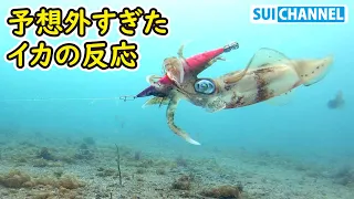 Interesting behavior of bigfin reef squid reacting to lure