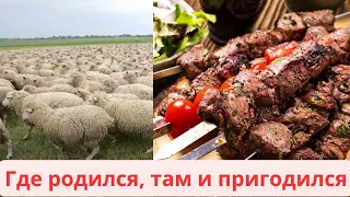 Почему МАССА не эмигрирует из России