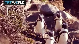 African Penguins: Conservationists try to save endangered species